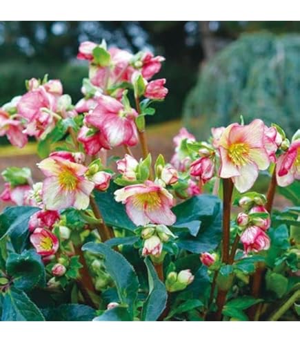 Amazon.co.jp: クリスマスローズ 利休 4号ロングポット開花株 9鉢 実生